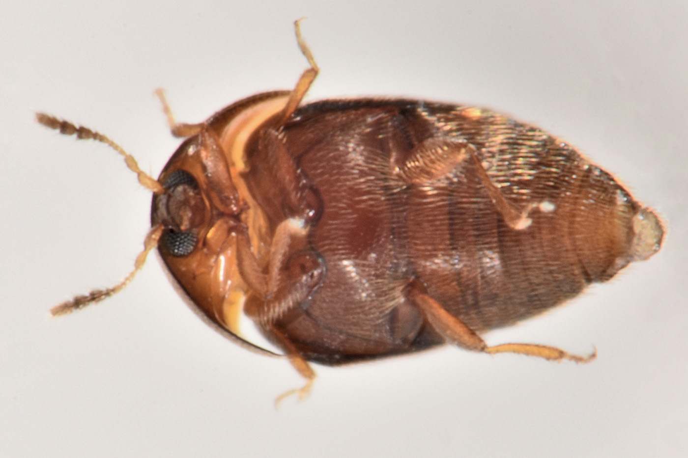 Corylophidae: Sericoderus sp.?  S !